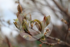 Budding buds with small leaves on tree branches in spring