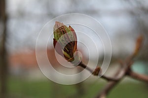 Budding buds with small leaves on tree branches in spring