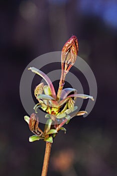 Budding buds on spring branch