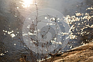 Budding bush in front of shimmering watrer