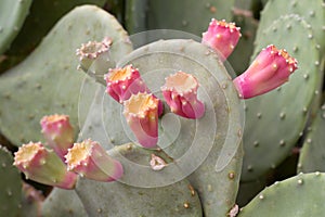 Budding Cactus