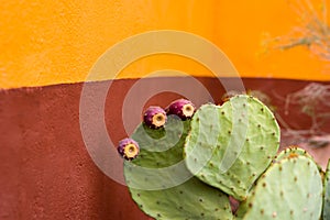 Budding Cactus Plant In Front of a Colorful Wall