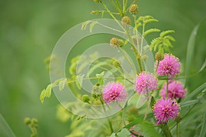 Budding catclaw brier - mimosa nuttallii photo