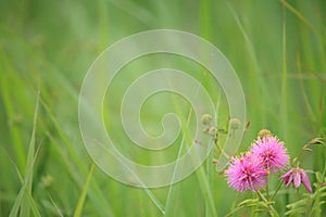 Budding catclaw brier - mimosa nuttallii