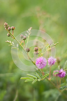 Budding catclaw brier - mimosa nuttallii