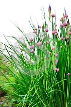 Budding chives, Allium schoenoprasum