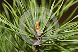 Close up view of a budding cone on the tip of a pine branch among the needles in early spring. The birth of a new life