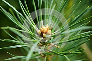 Budding fir sapling photo