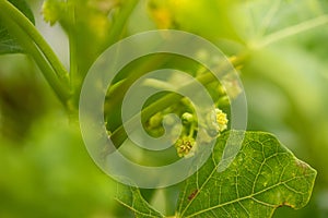 Budding flower buds and leaves in the bright rainforest sun