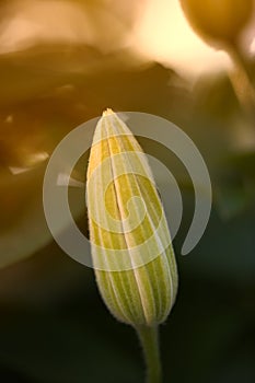 Budding flower at sunset