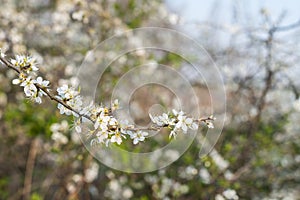 Budding and flowering Amelanchier branches