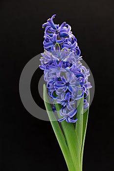 Budding, flowering, isolated Blue Hyacinth against a black background