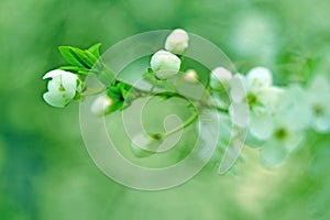 Budding - Flowering in spring