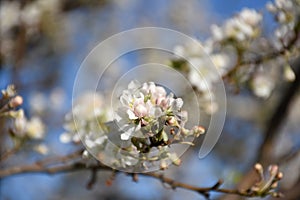 Budding And Flowering White Cherry Blossoms on a Tree