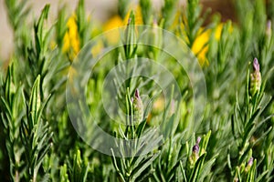 budding fresh purple English Lavender. pointy green leaves. flowers, plants and gardening