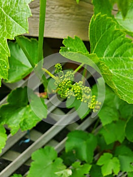 Budding grapevine on a trellis in spring