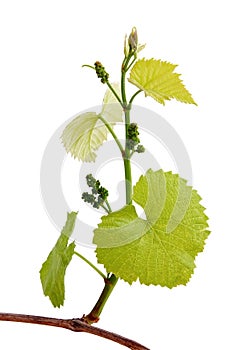 Budding green grapes photo