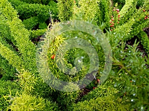 Budding green plant with rain dropplets