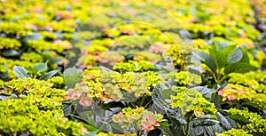 Budding Hydrangea flowers in the glasshouse of a Hydrangea cut f