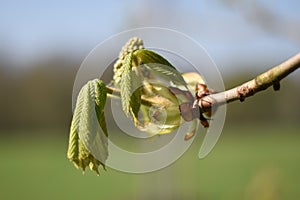 Budding of the leaf and blossom of a horse chestnut tree in spring