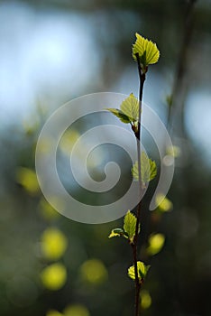 Budding Leaves of Birch