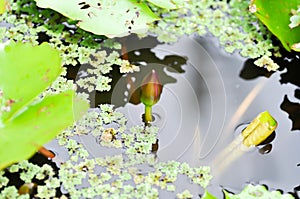 Budding lotis and Azolla, Duckweed or Lemna minor or Lemna perpusilla Torr or Lesser duckweed  .or Lemna trisulca