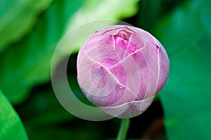 Budding lotus