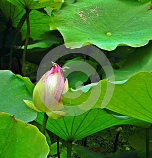 Budding Lotus flower