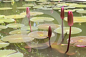 Budding lotus in pond