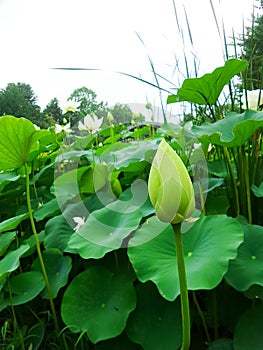 Budding lotus in the pond