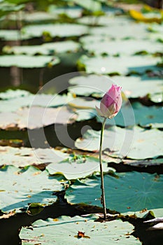 Budding lotus in pond
