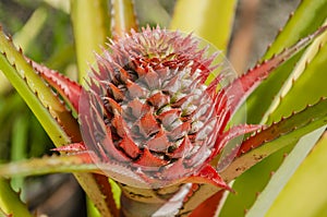 Budding Pinapple Close-up