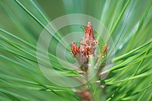 Budding Pine Cone