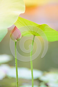 Budding pink lotus
