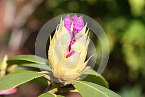 Budding Pink Rhododendron