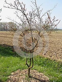 Budding pomegranate tree in spring