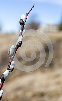 A budding pussywillow in springtime