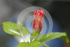 Budding Red Hibiscus Flower photo