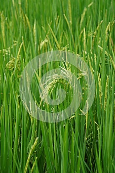 A budding rice plant with vibrant green leaves, scientifically known as Oryza sativa photo