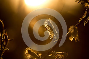 Budding willow shrub in early spring