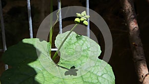 The budding stalk of a luffa plant juts out from behind one of the intricately patterned leaves