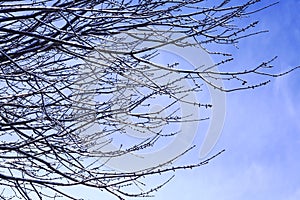 Budding tree damaged by frost. Frozen branches affected by frost.