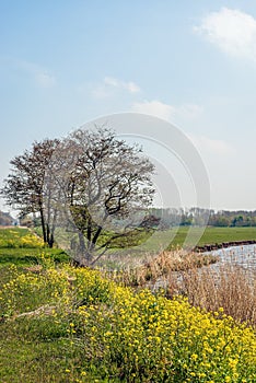 Budding tree at the edge of the water