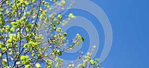 Budding Tree Limbs in Spring With Copy Space