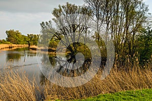 Budding trees reflected in the water surface of a natural pond