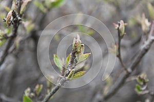 Budding trees in spring