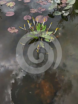 The budding water lilies