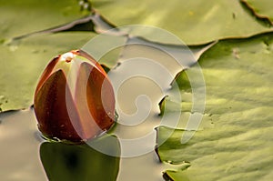 A Budding Waterlily, Floating in the Mississippi River