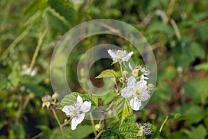 Budding and white flowering wild blackberry plant from close range