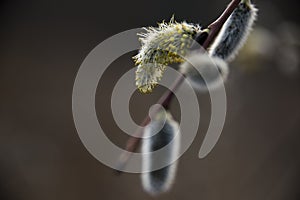 Budding willow in early spring